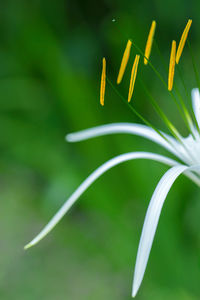 Close-up of fragile white flower