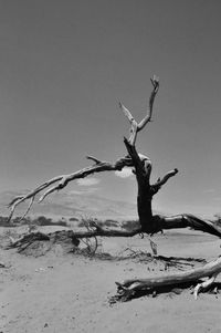 Bare tree on sand dune against clear sky