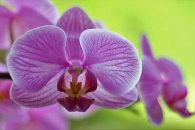 Close-up of pink flower