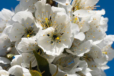 Close-up of white cherry blossoms