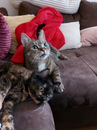 High angle view of cat relaxing on sofa at home