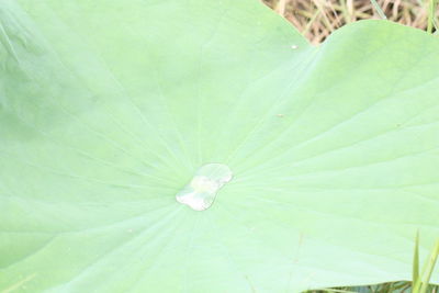 High angle view of green leaves