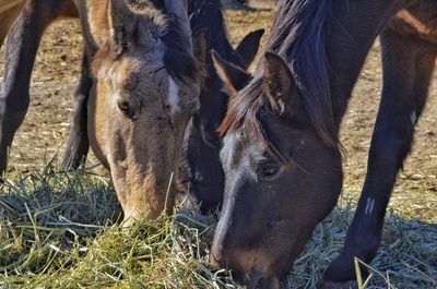 Close-up of horse on field