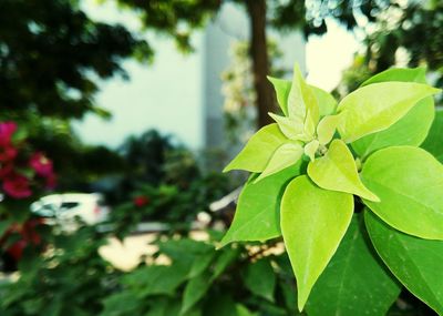 Close-up of fresh green leaves