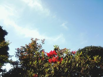 Low angle view of flowering tree
