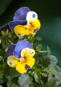 Close-up of yellow flowering plant