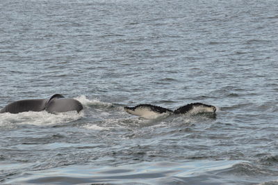 View of whales in sea