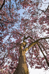 Low angle view of cherry tree against sky