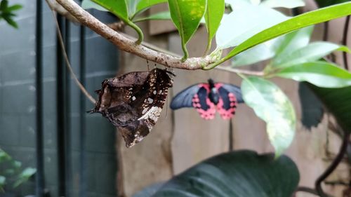 Close-up of butterfly on plant