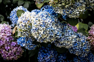 Close-up of purple hydrangea flowers