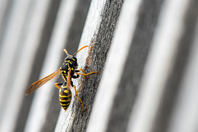 Close-up of insect on wall