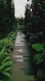 Footpath amidst trees in park