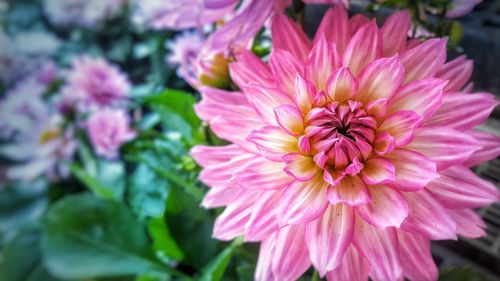 Close-up of pink dahlia flower
