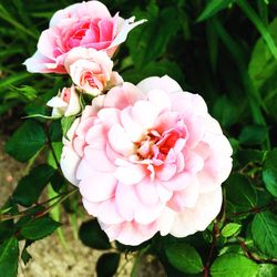 Close-up of pink rose blooming outdoors