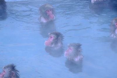 Ducks swimming in water