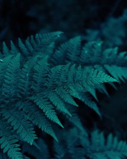 Full frame shot of plants