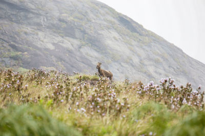 Nilgiri tahr goat in the mountains of eravikulam national park in munnar, kerala, south india