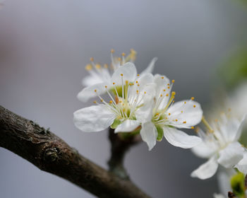 Close-up of white cherry blossom tree