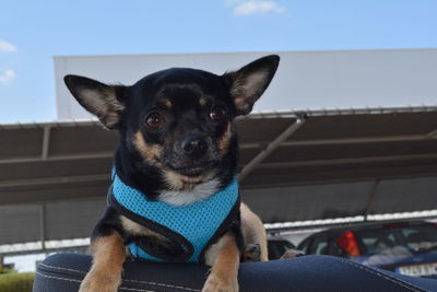 Close-up portrait of dog against blue sky