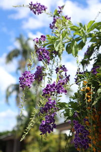 Close-up of purple flowering plant