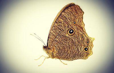 Close-up of butterfly over white background