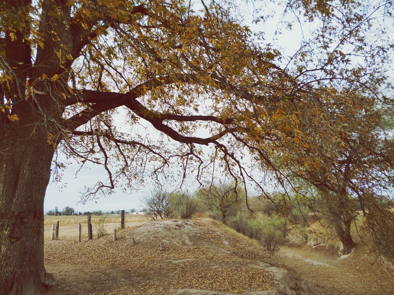 tree, tranquility, landscape, nature, tranquil scene, growth, branch, field, tree trunk, sky, beauty in nature, scenics, sunlight, day, non-urban scene, clear sky, outdoors, rural scene, no people, dry