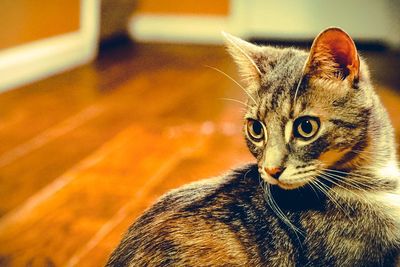 Close-up portrait of cat