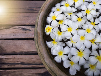 Close-up of frangipani on wood