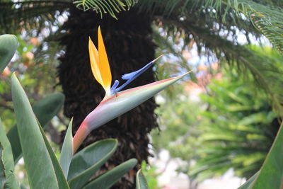 Close-up of blue flower on tree