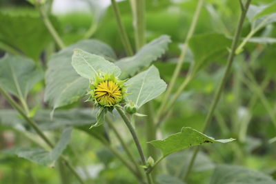 Close up of sunflower bud .