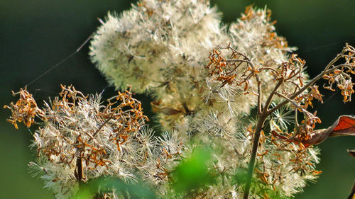 Close-up of wilted flowers on plant