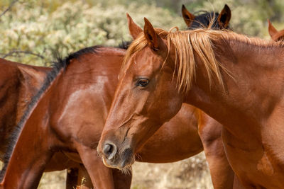 Horses standing on a land