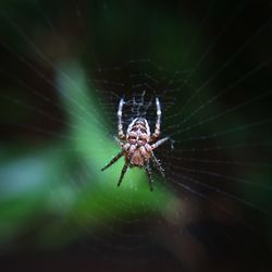 Close-up of spider on web