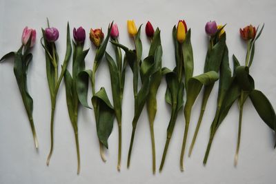 Close-up of tulips over white background