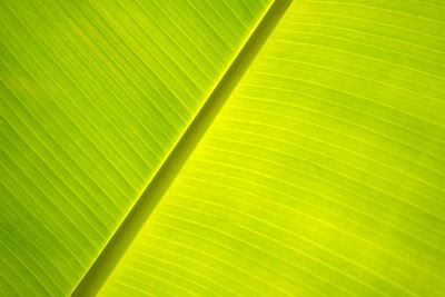 Full frame shot of green leaf