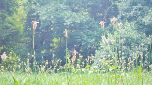 Close-up of fresh flowers in field