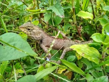 Close-up of a lizard on plant