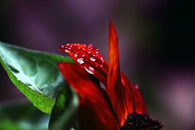Macro shot of red flower