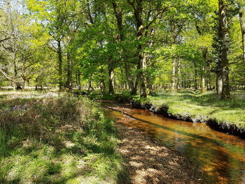 Trees in forest