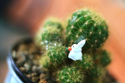 High angle view of potted plant