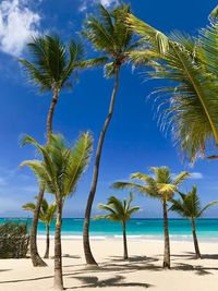 Palm trees on beach against sky