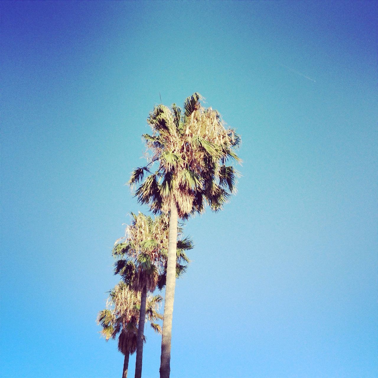 clear sky, tree, blue, low angle view, palm tree, copy space, growth, nature, tranquility, beauty in nature, tree trunk, branch, sunlight, day, coconut palm tree, tranquil scene, outdoors, scenics, single tree, tall - high