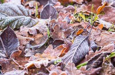 Close-up of dry autumn leaves