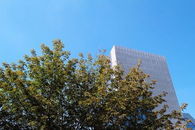 Low angle view of trees against clear blue sky