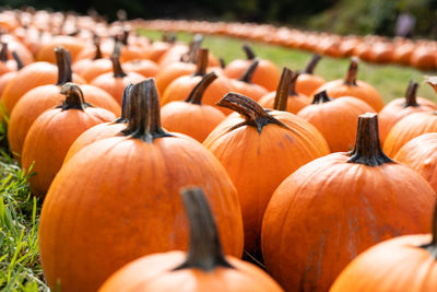 Pumpkins for sale on field during halloween