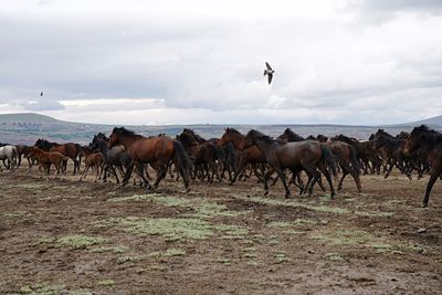 Horses on field against sky