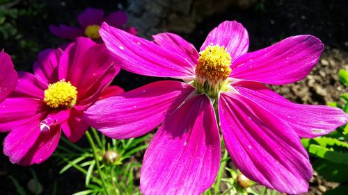 Close-up of pink flower