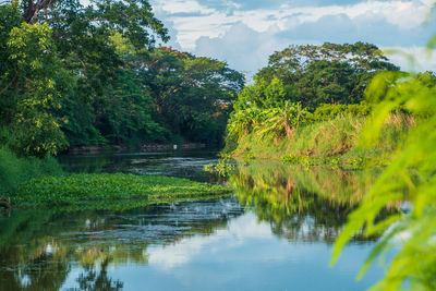 Scenic view of lake in forest against sky