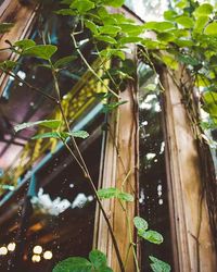 Plants growing on a tree