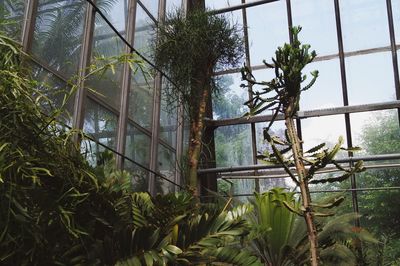 Plants in abandoned building
